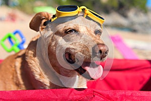 Funny dog with goggles at beach