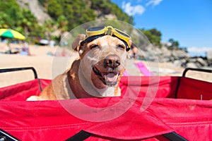 Funny dog with goggles at beach