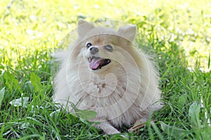 Funny dog on the grass with a toy. Dog German Pomeranian spitz guards its prey. stick for brushing teeth. daily oral