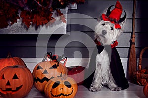 Funny dog in Halloween costume and pumkins