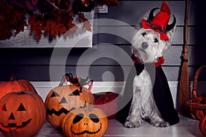 Funny dog in Halloween costume and pumkins photo