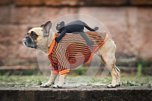 Funny dog Halloween costume showing a French Bulldog with a spooky cat riding on its back