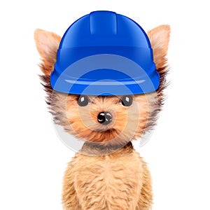 Funny dog in hard hat Isolated on white