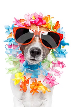 Smiešny pes havajský a slnečné okuliare 