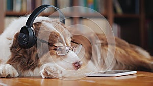 A funny dog in headphones, lies on the floor near the tablet. Devices and animals