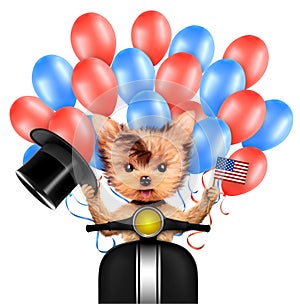 Funny dog holding USA flag. Concept of 4th of July