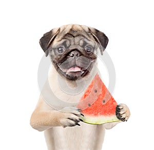 Funny dog holding a watermelon in his paws