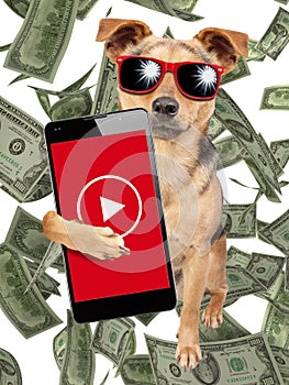 Funny dog influencer celebrity wearing sunglasses and under money dollars rain video content creator holding mobile phone isolated