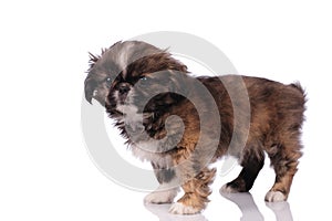 funny  small dog on a white background