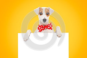 Funny dog Jack Russell Terrier in a bow tie with a banner