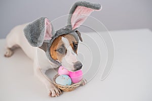 Funny dog Jack Russell Terrier in a bunny costume with a basket of painted eggs on a white background. Catholic Easter