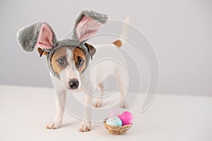 Funny dog Jack Russell Terrier in a bunny costume with a basket of painted eggs on a white background. Catholic Easter