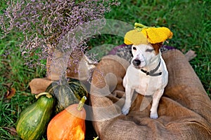 Funny dog jack russell terrier in a pumpkin hat. Halloween concept. Friendly pets. Soft selective focus