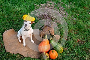 Funny dog jack russell terrier in a pumpkin hat with pumpkins for halloween. Friendly pets. Soft selective focus