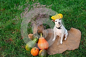 Funny dog jack russell terrier in a pumpkin hat with pumpkins for halloween. Friendly pets. Soft selective focus