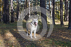 Funny dog Japanese Akita Inu stands in the woods with his tongue sticking out among the trees and fallen leaves in autumn