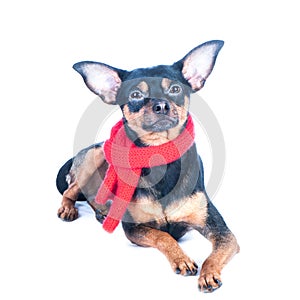 Funny dog in a knitted scarf, portrait of a macro isolated. Aut