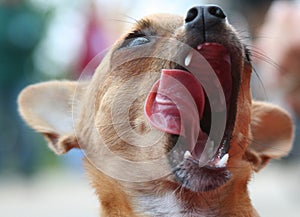 Funny dog licking face