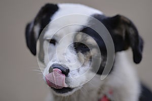 Funny dog licking his nose