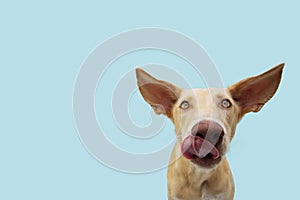Funny dog licking its lips with big ears looking at camera. Isolated on blue pastel background