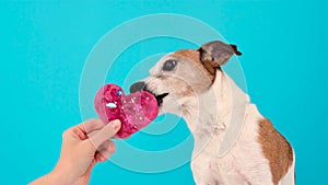 Funny dog licks pink toy heart on light blue background