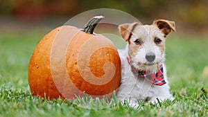 Funny dog listening next to a pumpkin in autumn, halloween, fall or thanksgiving concept