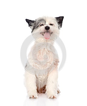 Funny dog looking at camera. isolated on white background