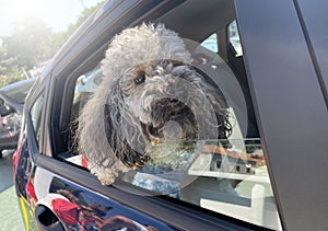 Funny dog looks out of a car window during a trip