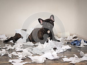 Funny dog made a mess in the room. Playful puppy French bulldog