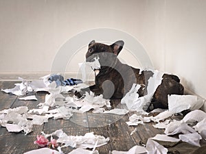 Funny dog made a mess in the room. Playful puppy French bulldog