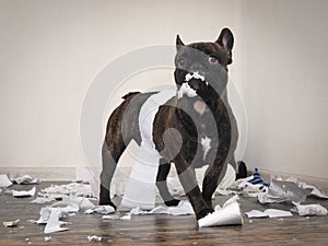 Funny dog made a mess in the room. Playful puppy French bulldog