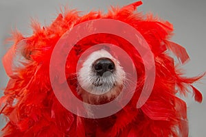 FUNNY DOG IN MARDI GRAS CARNIVAL RED FEATHER BOA. ISOLATED STUDIO SHOT AGAINST GRAY BACKGROUND