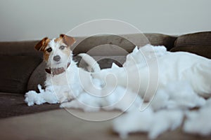 FUNNY DOG MISCHIEF. GUILTY JACK RUSSELL HOME ALONE AFTER BITE A PILLOW. SEPARATION ANXIETY CONCEPT