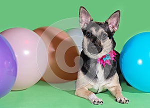 Funny dog mongrel with a bow on his neck among balloons on green background