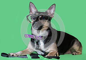 Funny dog mongrel with glasses on green background