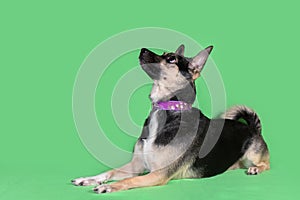 Funny dog mongrel on green background