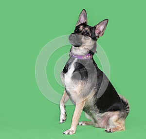 Funny dog mongrel on green background
