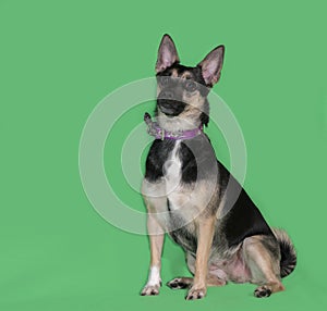 Funny dog mongrel on green background