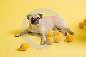 Funny dog mops is playing with lemons on a yellow background