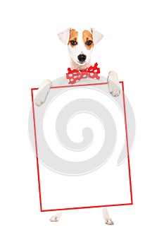 Funny dog Parson Russell Terrier in a bow tie, standing with a banner