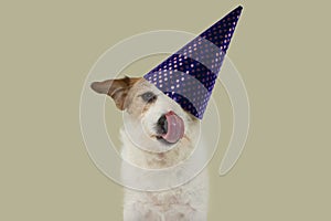 FUNNY DOG PARTY.  JACK RUSSELL LICKING WITH TONGUE AND WEARING A PURPLE AND GOLDEN POLKA DOT HAT. ISOLATED SHOT AGAINST PINK
