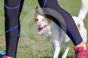 Funny dog peeking out legs on agility competition