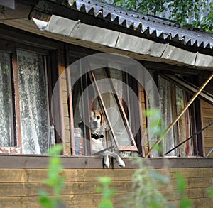 funny dog peeping out of the window of a shabby wooden house