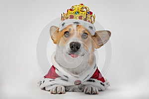 Funny dog pembroke welsh corgi teasing by sticking out his tongue, in the gold crown and red mantles, like a queen, a prince on a