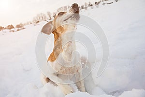 Funny dog pet active outside playing with snow. Great winter time