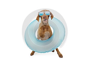 Funny dog pet going on summer vacations with a blue ring inflatable. Isolated on white background