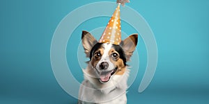 Funny dog. Pets. Zooclinic, veterinary. Hotel for animals. Puppy in birthday hat