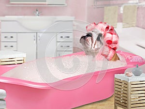 Funny Dog in pink curlers sitting in the bath with foam