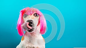 Funny dog in pink wig. waiting for a delicious meal foog licking. Blue background