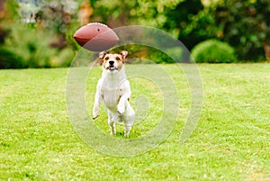 Funny dog playing with american football ball at backyard lawn
